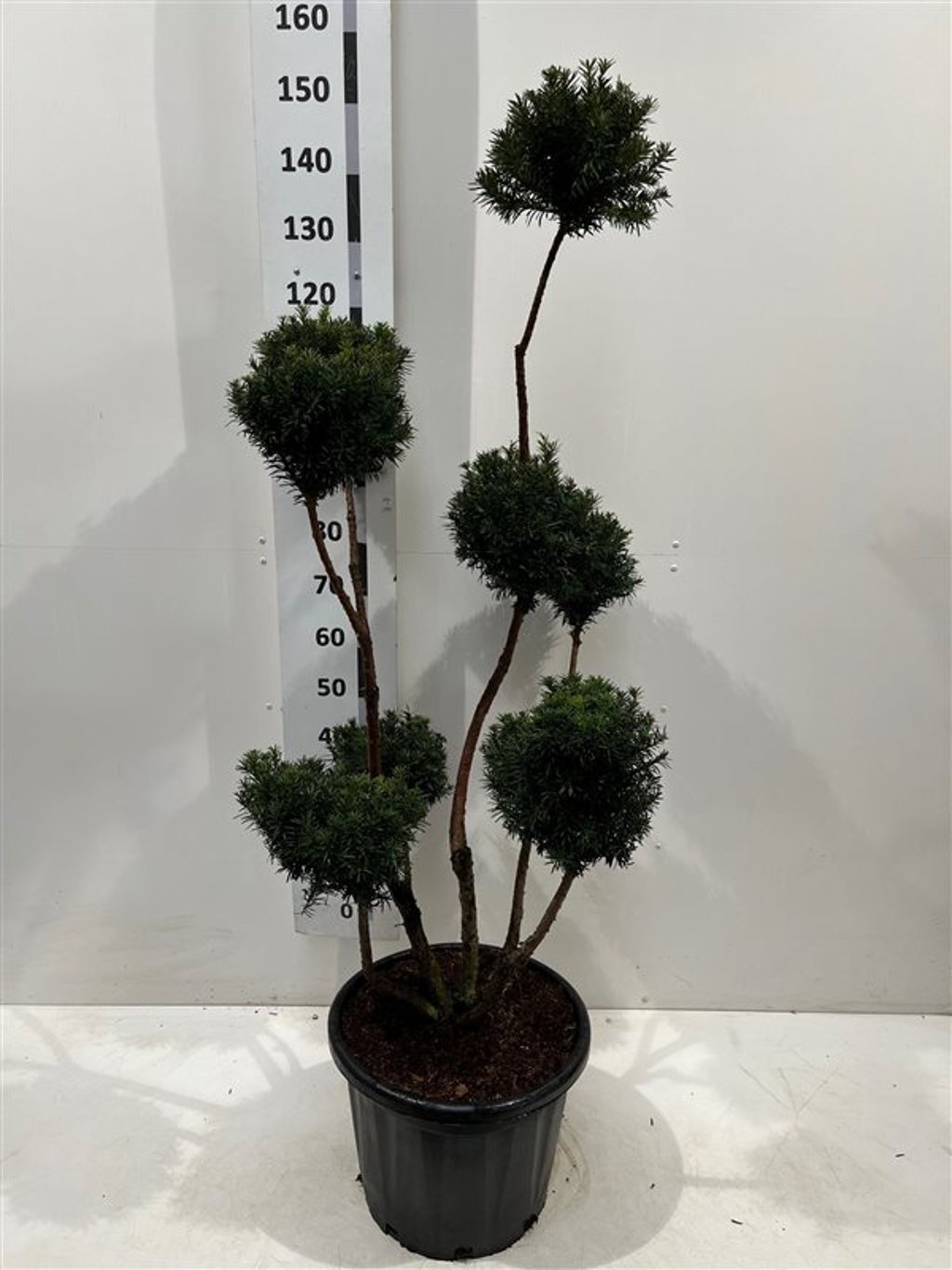 Taxus media 'Hicksii' - 120-140 CM PonPon Cont.